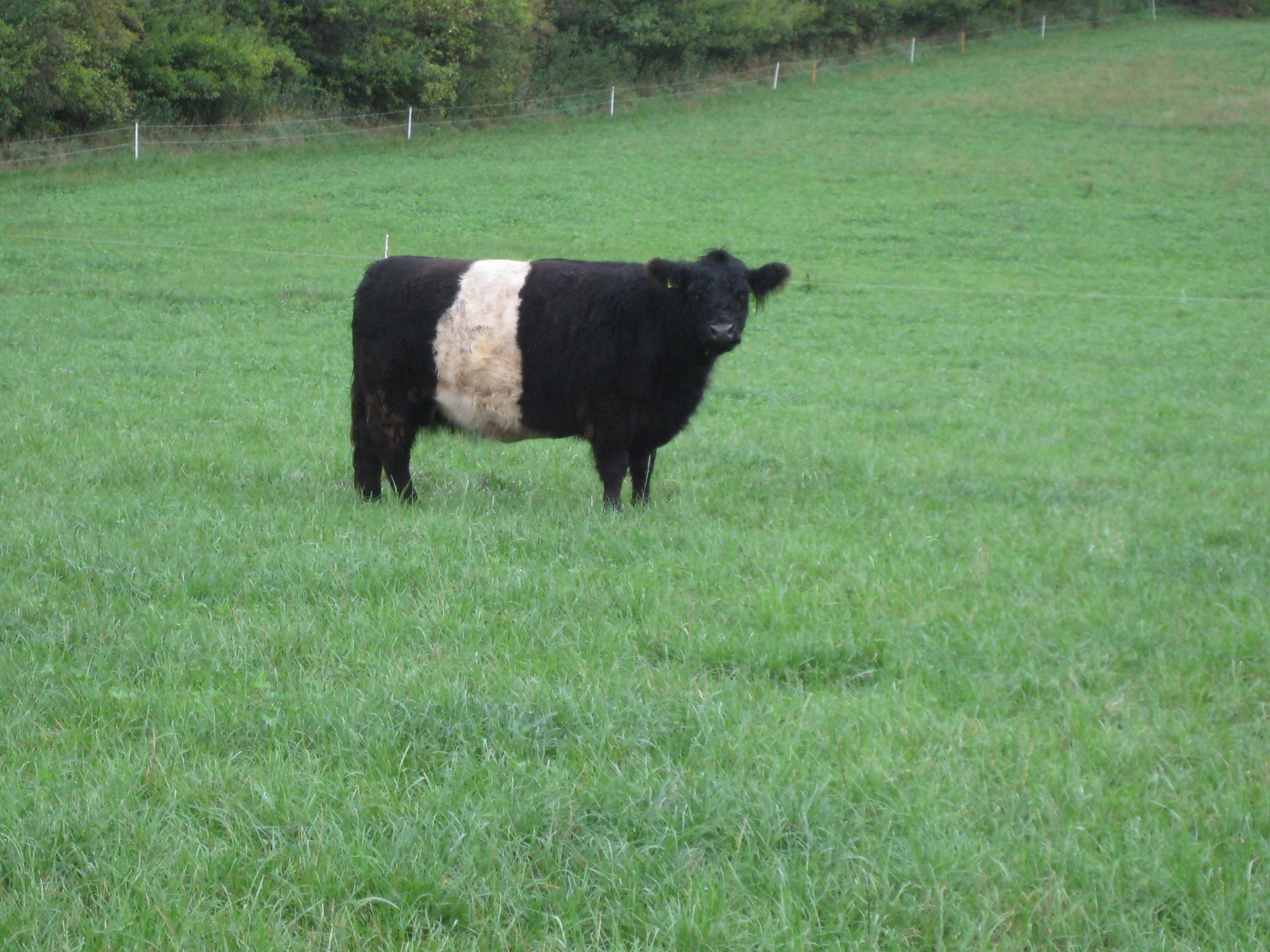 Belted Galloway Zuchttiere zum Verkauf