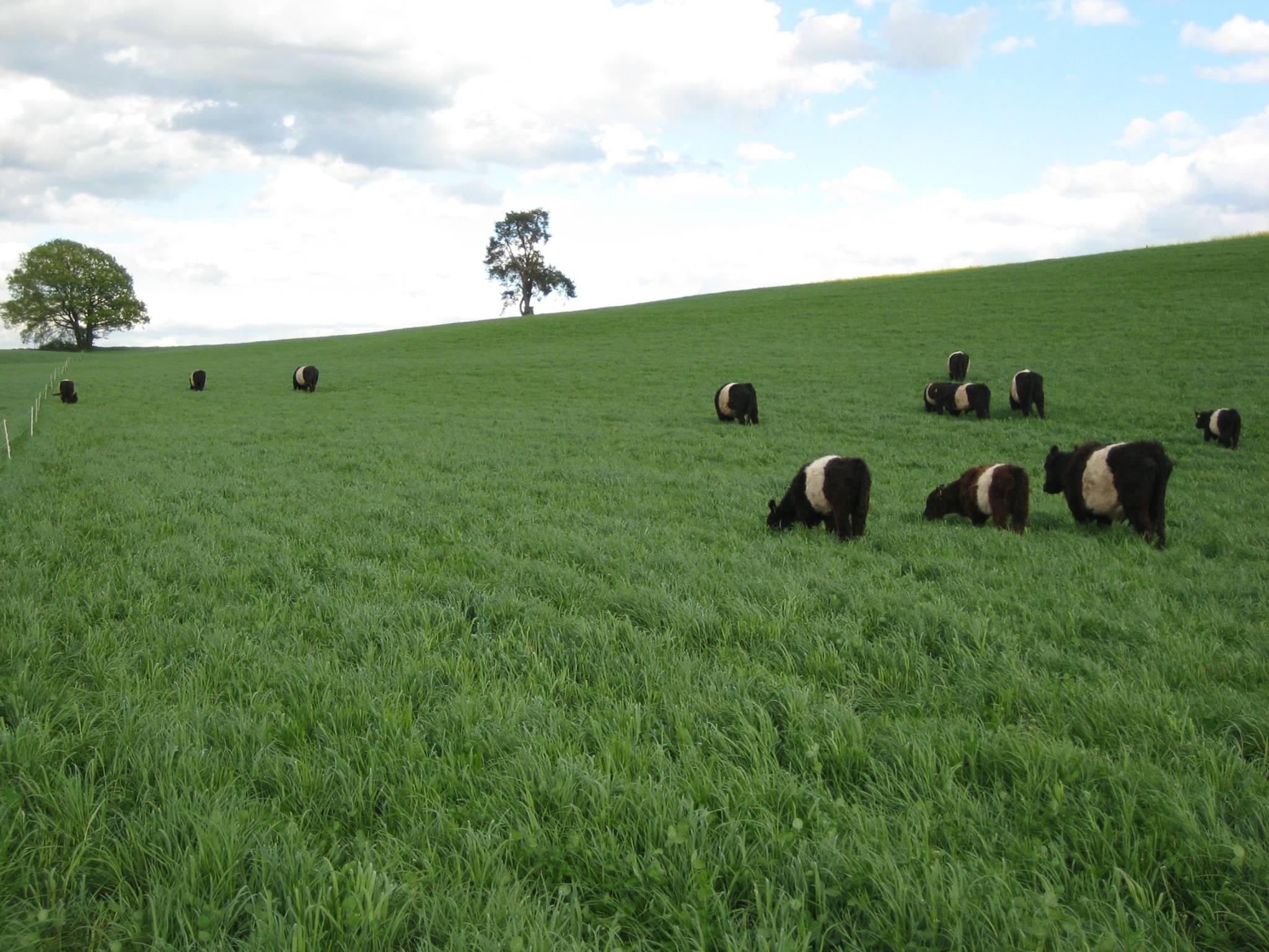 Belted Galloway Herde