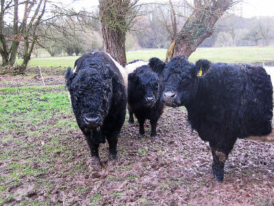 Belted Galloway Herde auf der Weide